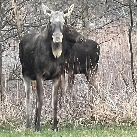 Agro-stajnia Séjour chez l'habitant Rudniki (Wolomin)