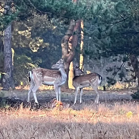 Agro-stajnia Séjour chez l'habitant Rudniki (Wolomin)