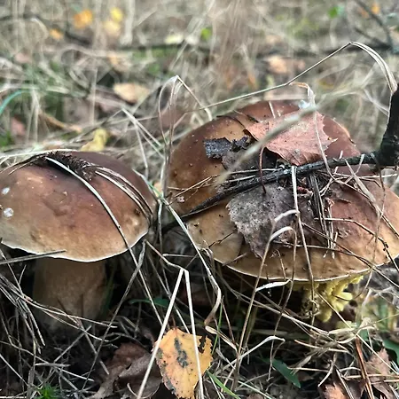 Séjour chez l'habitant Agro-stajnia
