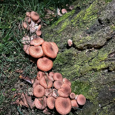 Agro-stajnia Séjour chez l'habitant Rudniki (Wolomin)