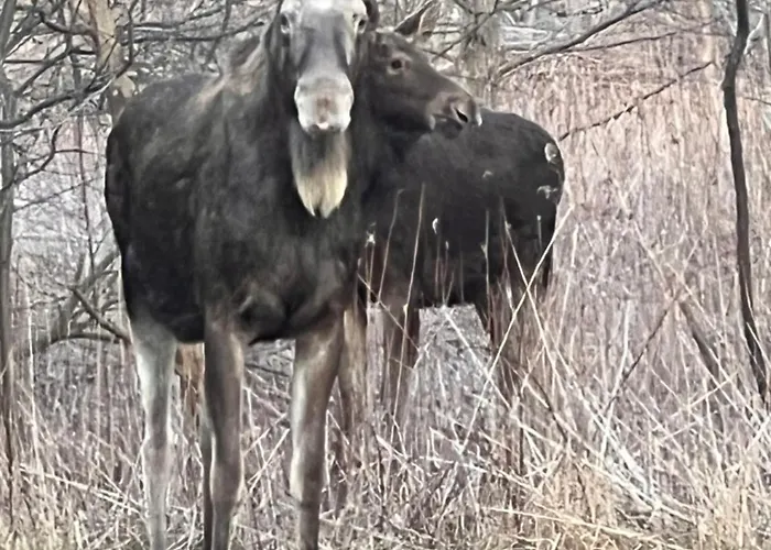 Agro-stajnia בית אירוח Rudniki (Wolomin)