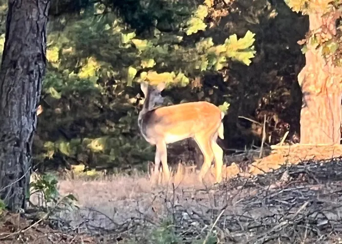 Agro-stajnia * Rudniki (Wolomin)