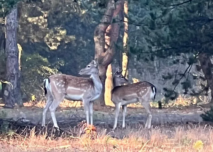 Agro-stajnia בית אירוח Rudniki (Wolomin)