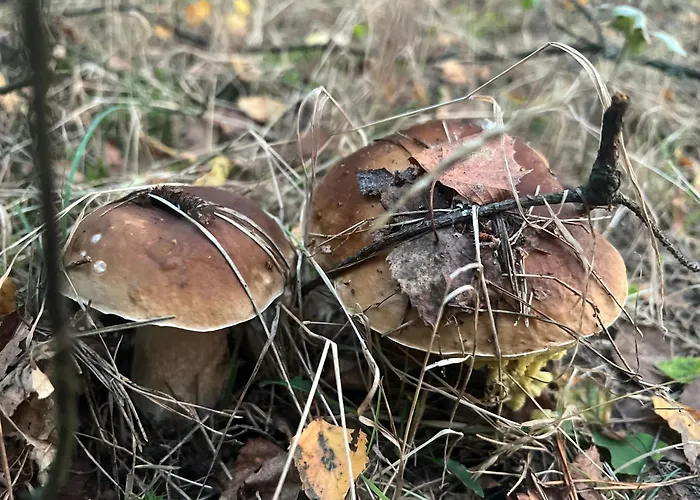 בית אירוח Agro-stajnia