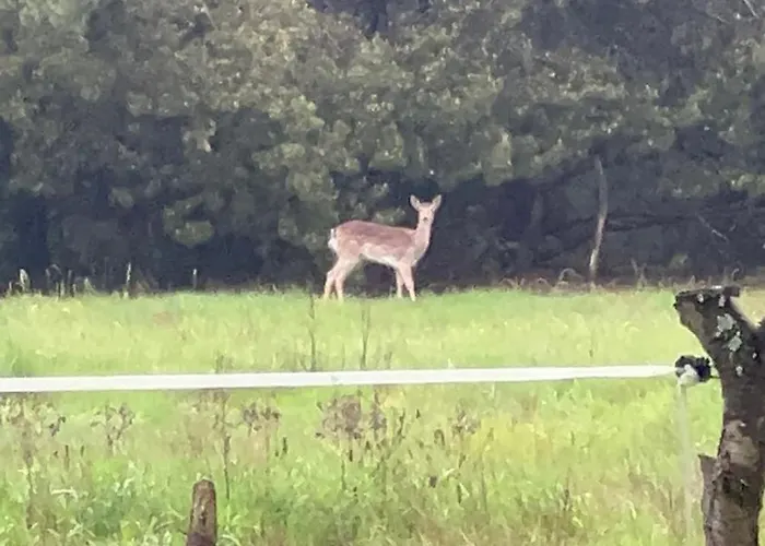 בית אירוח Agro-stajnia *