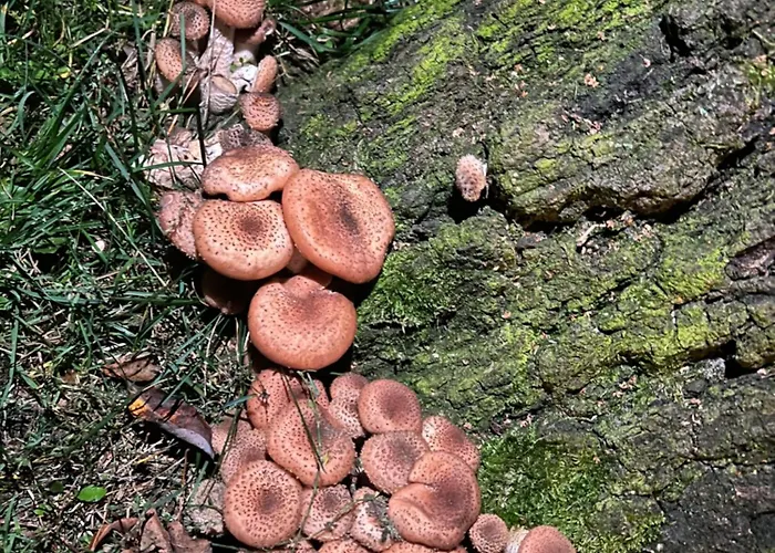 Agro-stajnia منزل للإقامة Rudniki (Wolomin)